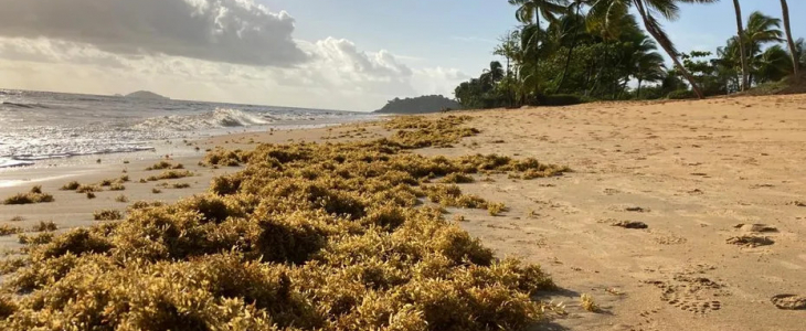 Des algues sargasses sur la plage de Montjoly