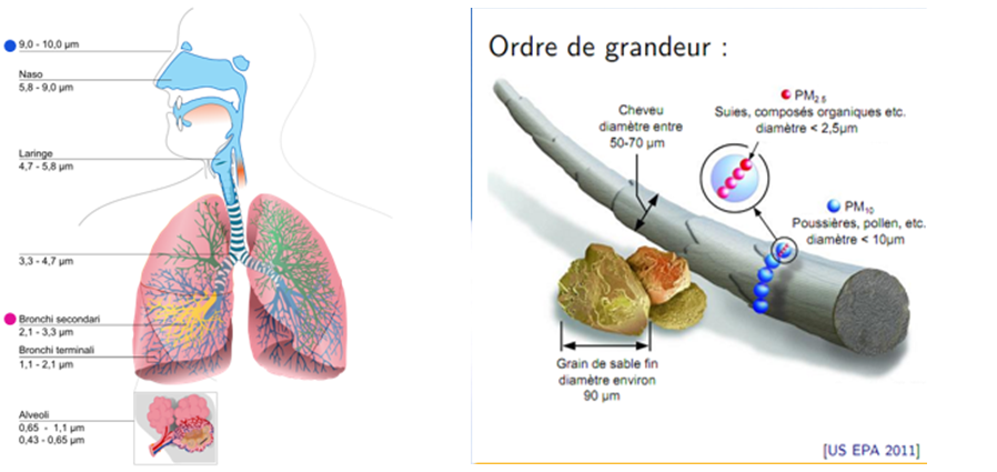 Taille des particules PM10 et PM2.5  et possibilité de pénétration lors d'inhalations