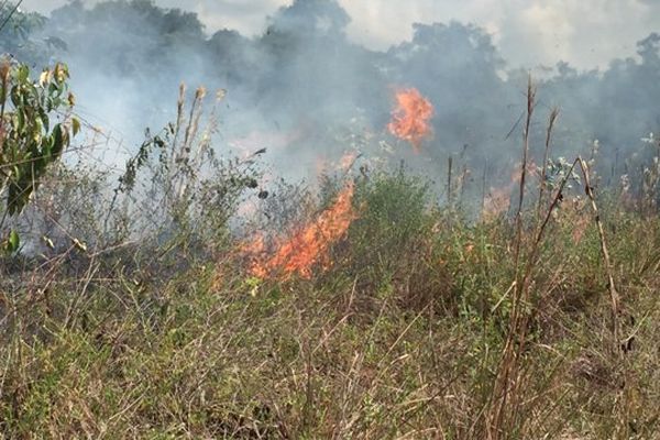 Feu de végétation à Mana