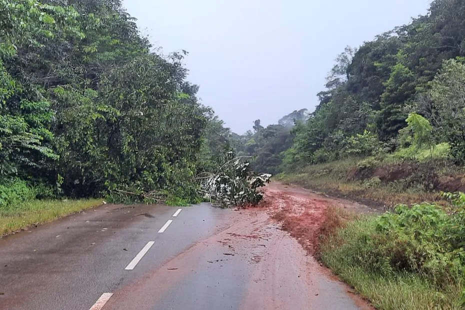 Chablis sur la route de Saint-Georges, crédit photographique Guyane la 1ère