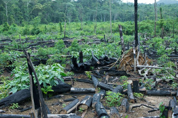 Reprise de la végétation dans un abattis à l'issue de la saison sèche.