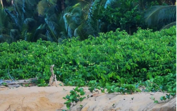 Début juillet  2022, tortue luth en ponte sur  les plages de Montjoly