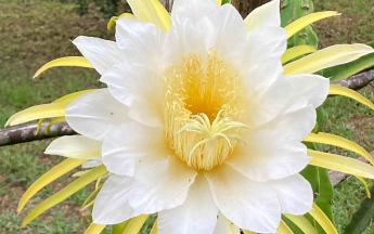 Pitayas en fleur au début de la saison sèche  2022