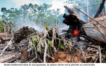 Feu  d'abattis dans le sud Guyanais pendant la saison sèche
