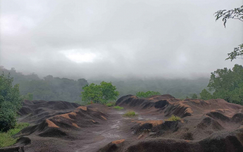 Savane Virginie sous la brume 