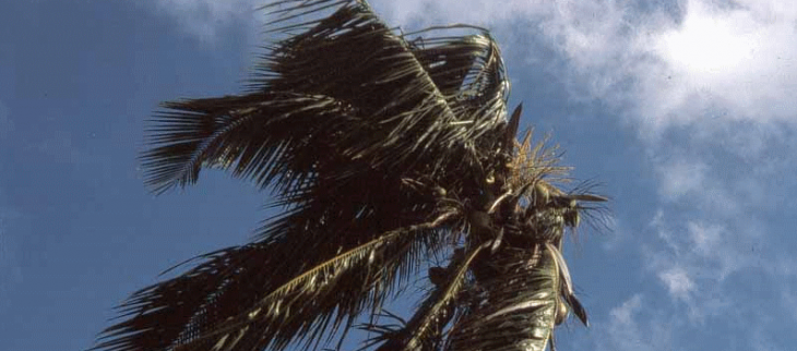 Les Alizés, d'où viennent-ils et où vont-ils ?