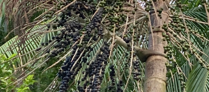 Waçaï