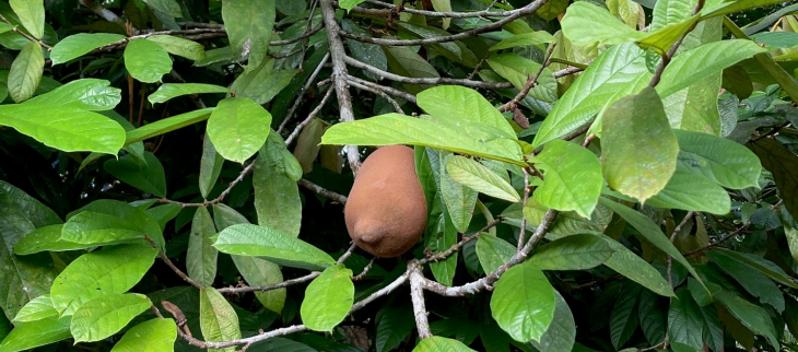 Cupuaçu presque mur