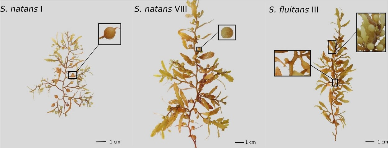 Trois morphotypes de sargasses observés aux Antilles