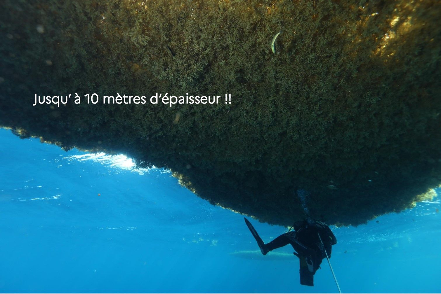 Epaisseur de sargasses parfois impressionnante