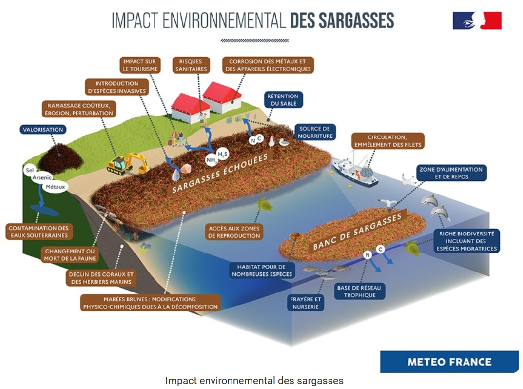 Différents impacts des échouements de sargasses