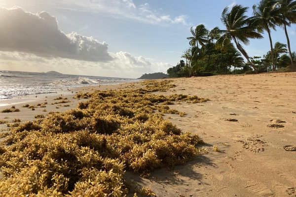 Sargasses sur la plage de Montjoly en Guyane