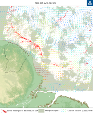 Présence de radeaux de sargasses _ Situation du10/04/2026 