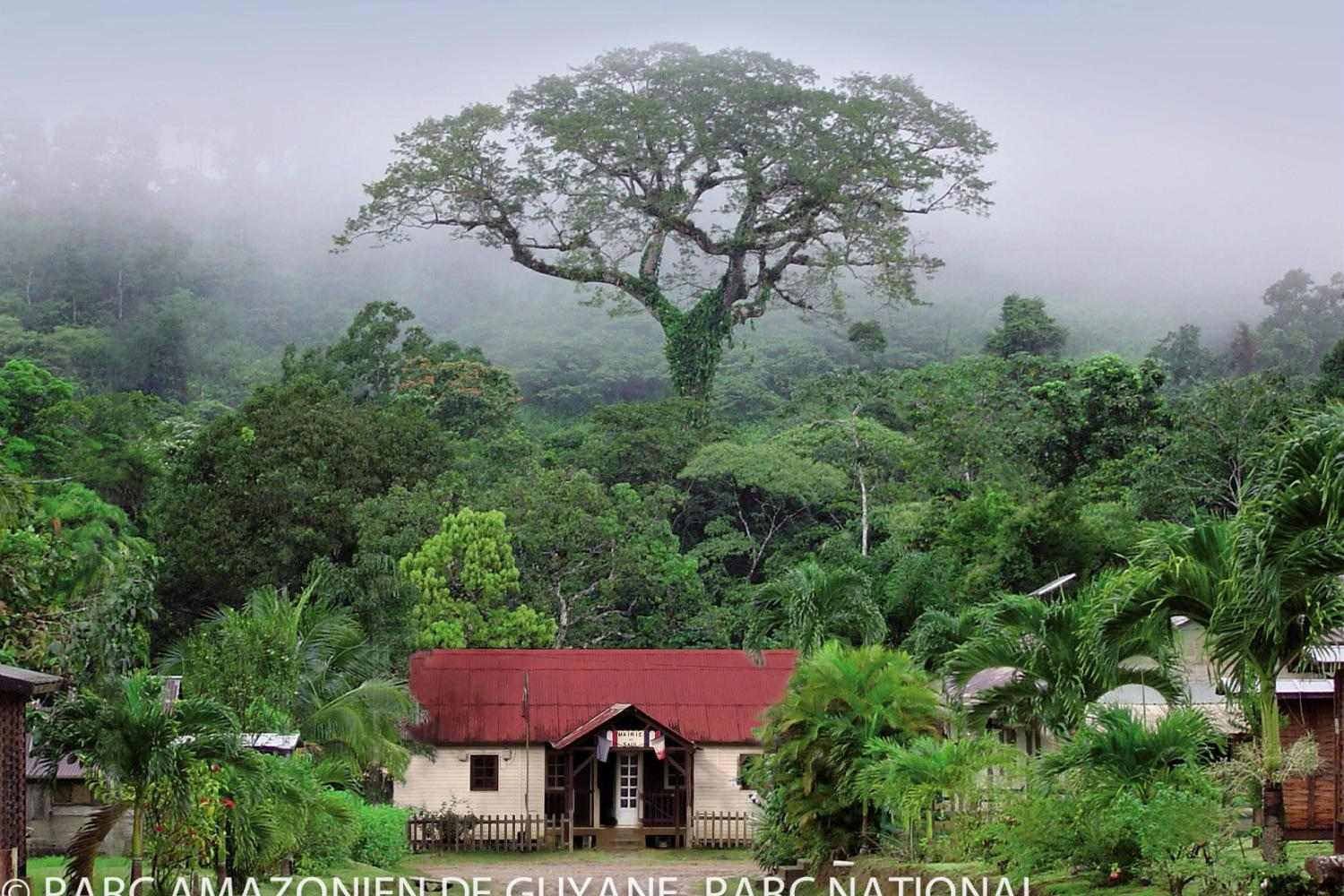 Fromager de Saül, crédit photographique parc Amazonien de Guyane 