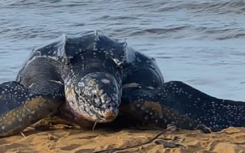 Jeudi 14 juillet 2022 sous le soleil,  plage de Montjoly, Une tortue luth sort de l'océan pour pondre