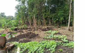 Décembre  2021, les pluies abondantes font démarrer la végétation dans les abattis guyanais