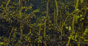 Les sargasses en Atlantique : Comprendre un phénomène envahissant