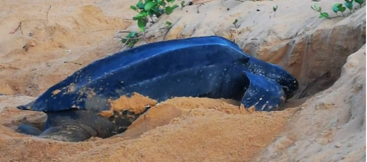 Début juillet  2022, tortue luth en ponte sur  les plages de Montjoly