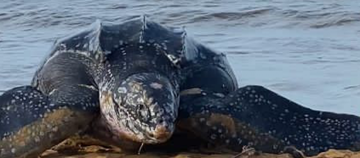 Jeudi 14 juillet 2022 sous le soleil,  plage de Montjoly, Une tortue luth sort de l'océan pour pondre