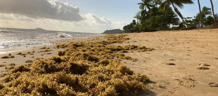 Des algues sargasses sur la plage de Montjoly