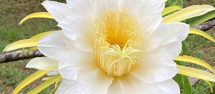 Pitayas en fleur au début de la saison sèche 2022 Pitayas en fleur au début de la saison sèche 2022