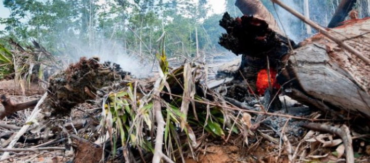 Feu  d'abattis dans le sud Guyanais pendant la saison sèche