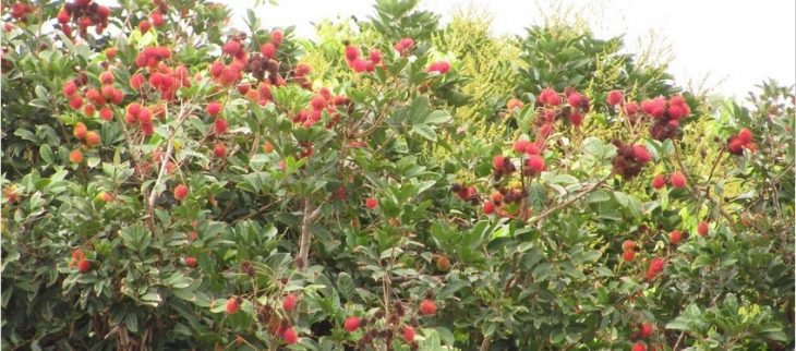 les ramboutans fructifient en mars