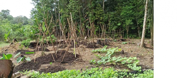 Décembre  2021, les pluies abondantes font démarrer la végétation dans les abattis guyanais