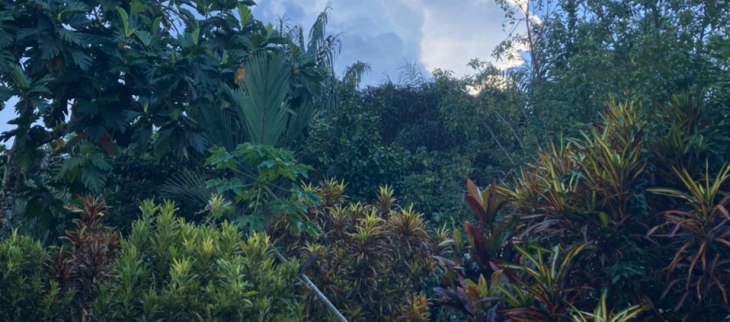 en novembre  2021, les jardins sont restés verts et les averses n'étaient jamais très loin.