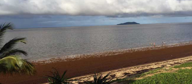 Le 19 avril 2018: échouage important de sargasses sur les plages de Rémire-Montjoly